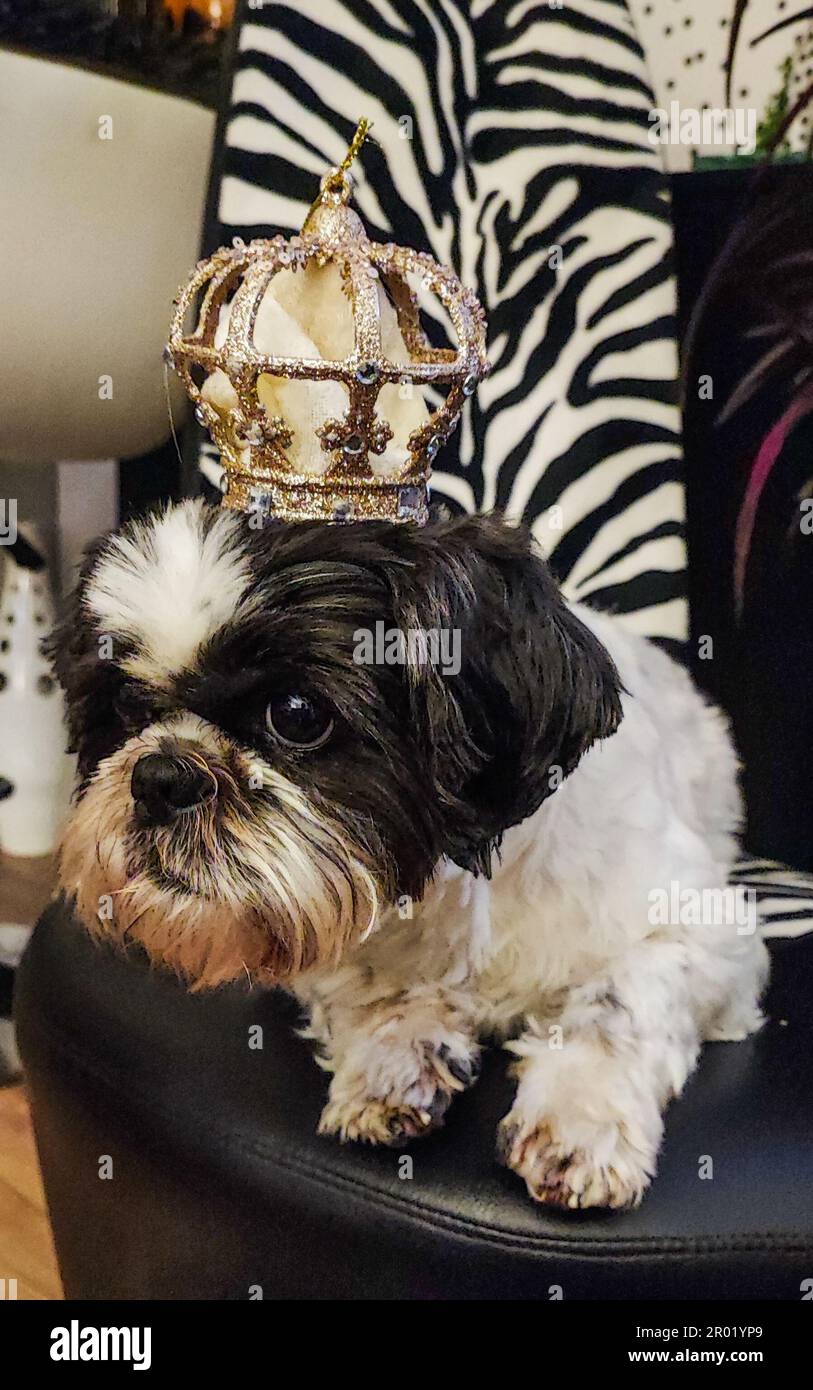 6th May  2023 shih tzu dog Nigel celebrates king charles coronation in Maidstone Kent Credit: glamourstock/Alamy Live News Stock Photo