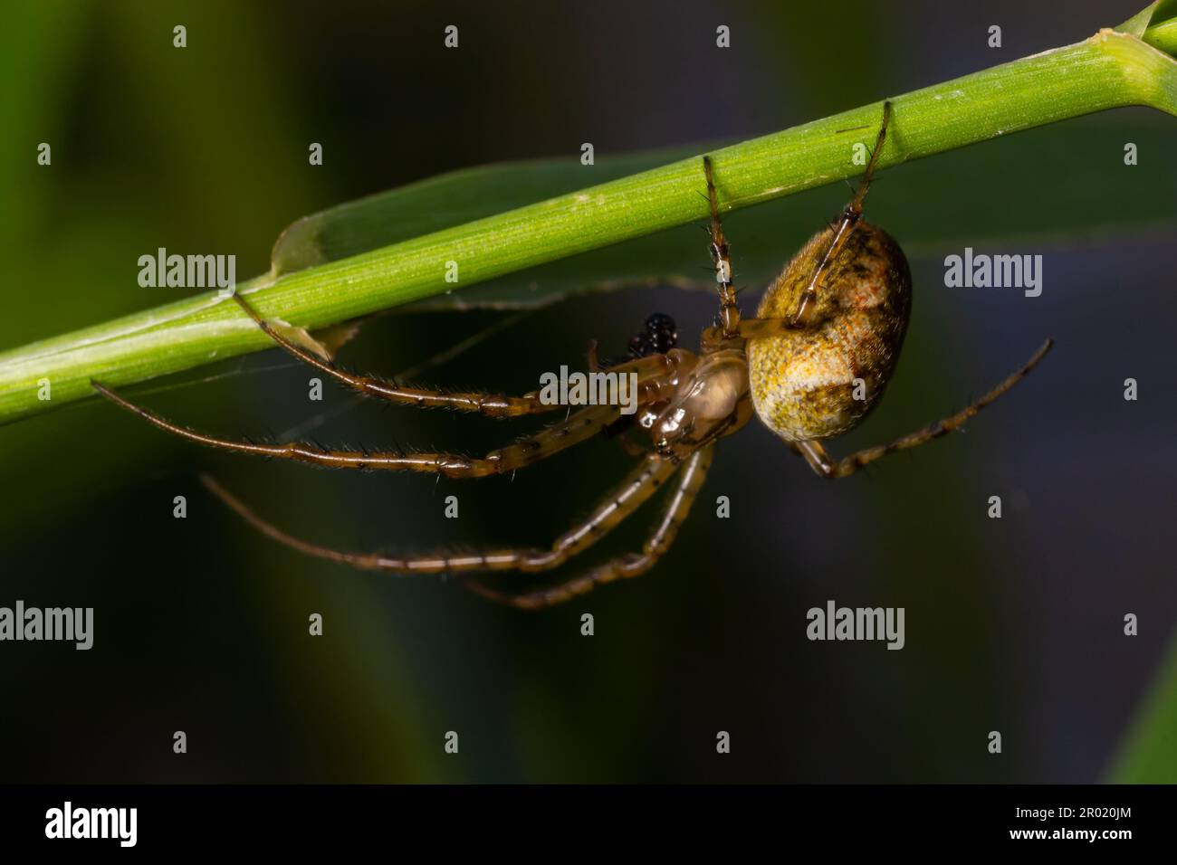 Nice macro image of a spider web sitting on its web with a blurred ...