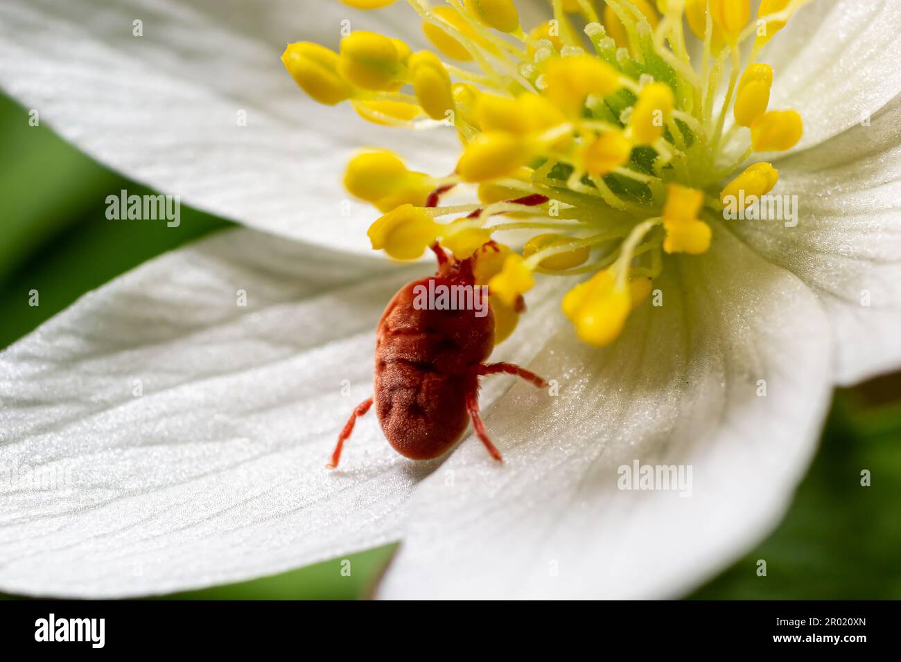 Close up macro Red velvet mite or Trombidiidae in natural environment on a white anemone flower. Stock Photo