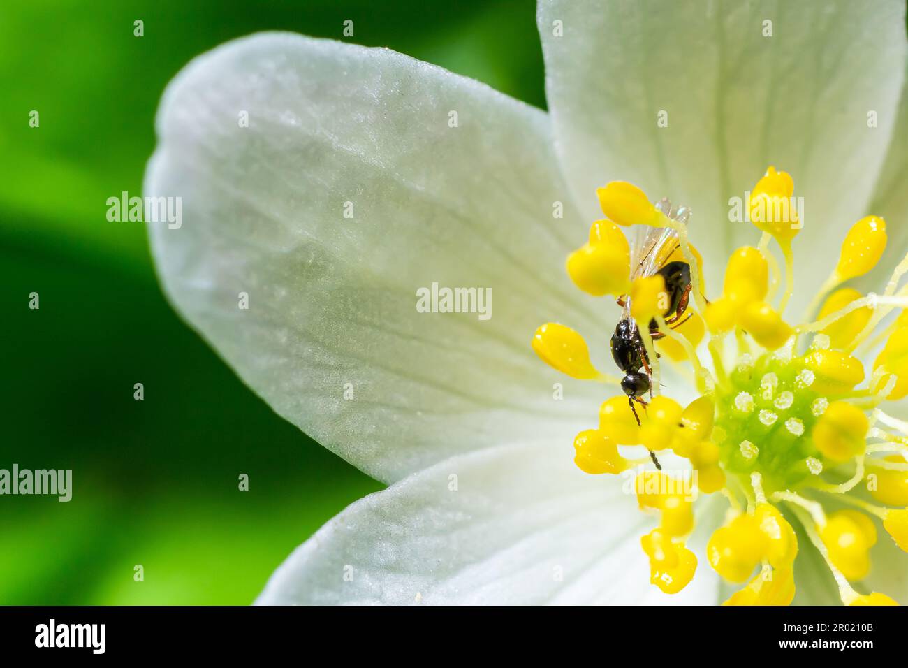 close up photo of hylaeus or bee on the White flower with green leaves in the garden. Stock Photo