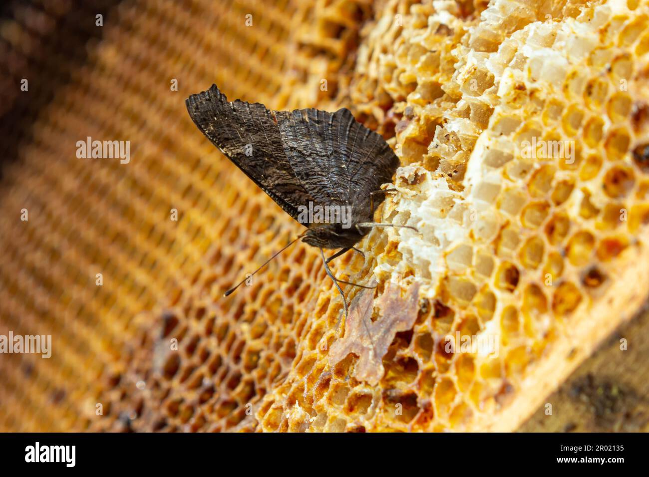Butterfly urticaria on bee honeycombs. Close up. beekeeping, the butterfly feeds on honey from beehives. Stock Photo