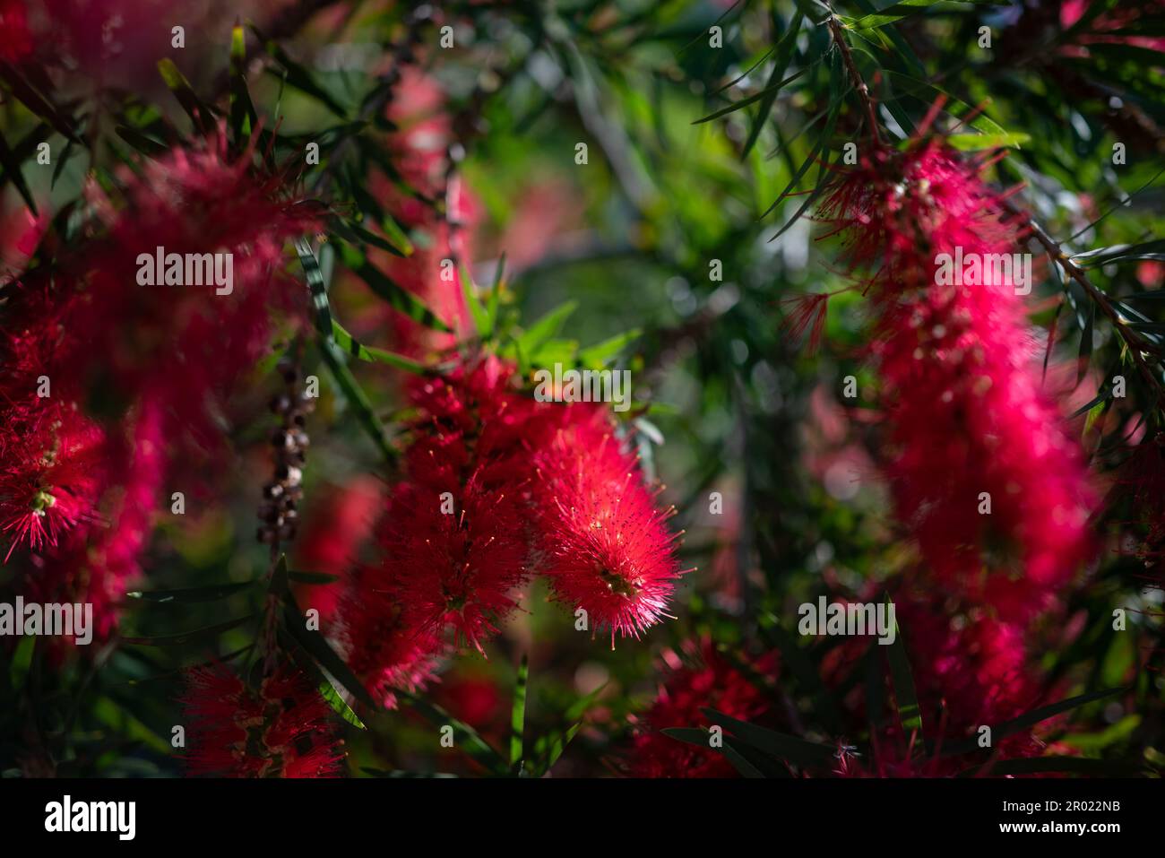 Mostly blurred red flower. Scarlet bottlebrush on green leaves ...