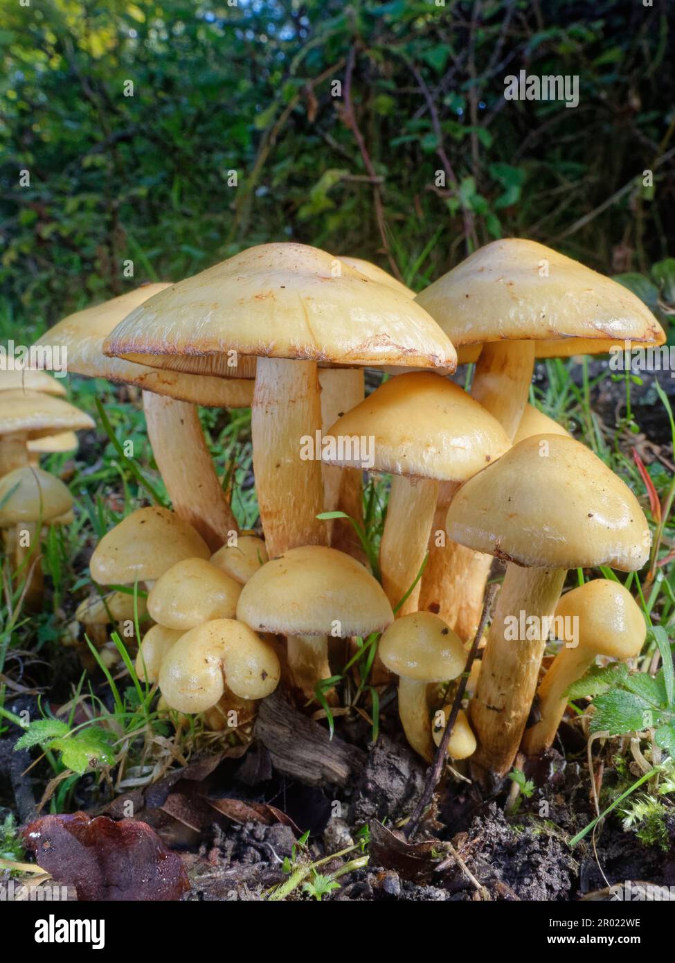 Alder scalycap (Pholiota alnicola) mushrooms growing from buried stumps in a riverside woodland clearing, New Forest, Hampshire, UK, October. Stock Photo