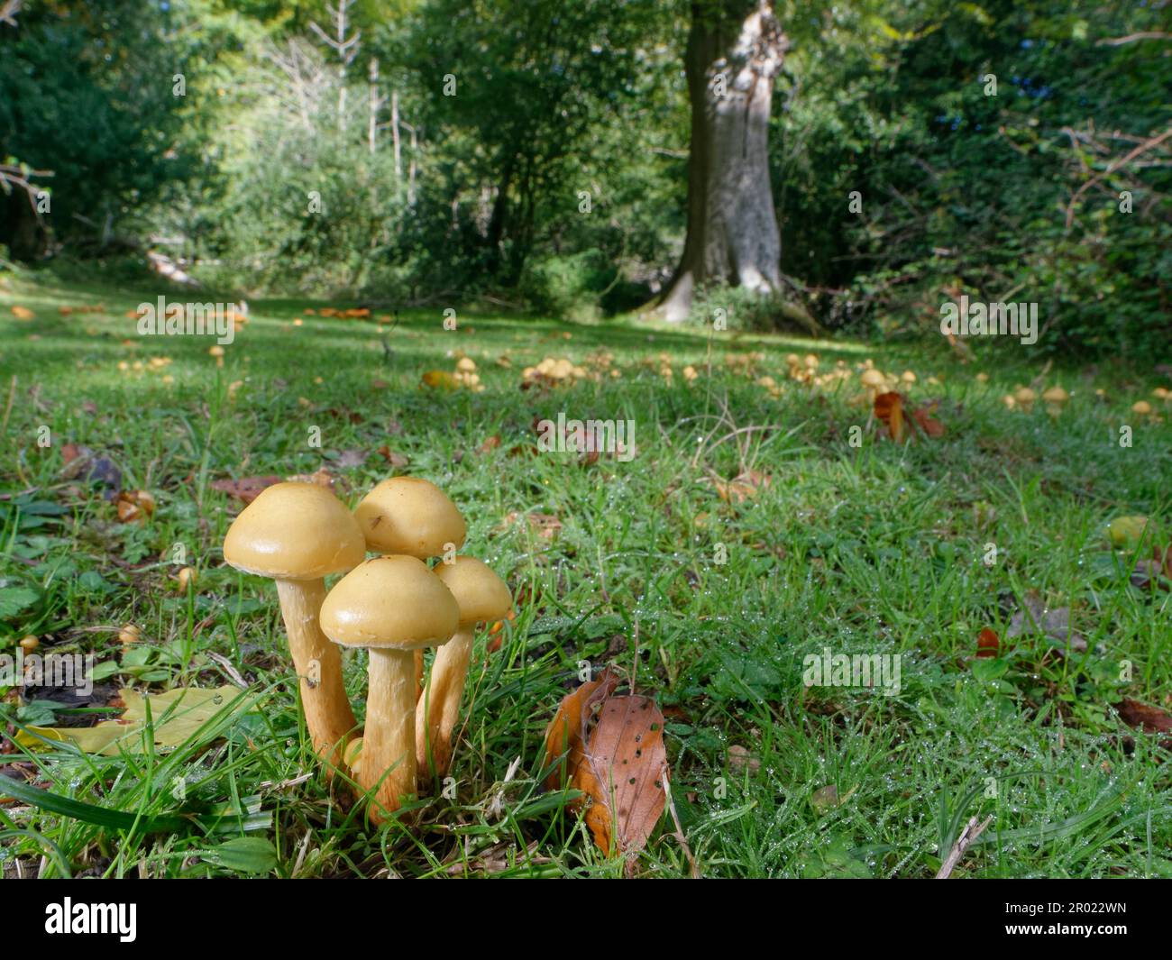 Alder scalycap (Pholiota alnicola) mushrooms growing from buried stumps in a riverside woodland clearing, New Forest, Hampshire, UK, October. Stock Photo