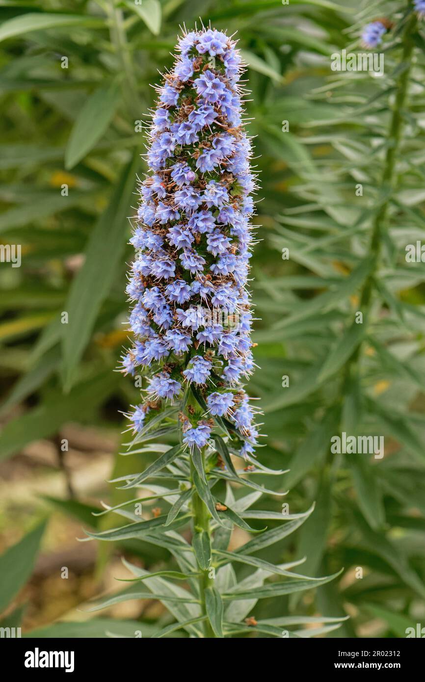 Blue bugloss (Echium webbii), endemic to La Palma, flowering in the Mediterranean biome dome at the Eden Project, Cornwall, UK, April. Stock Photo
