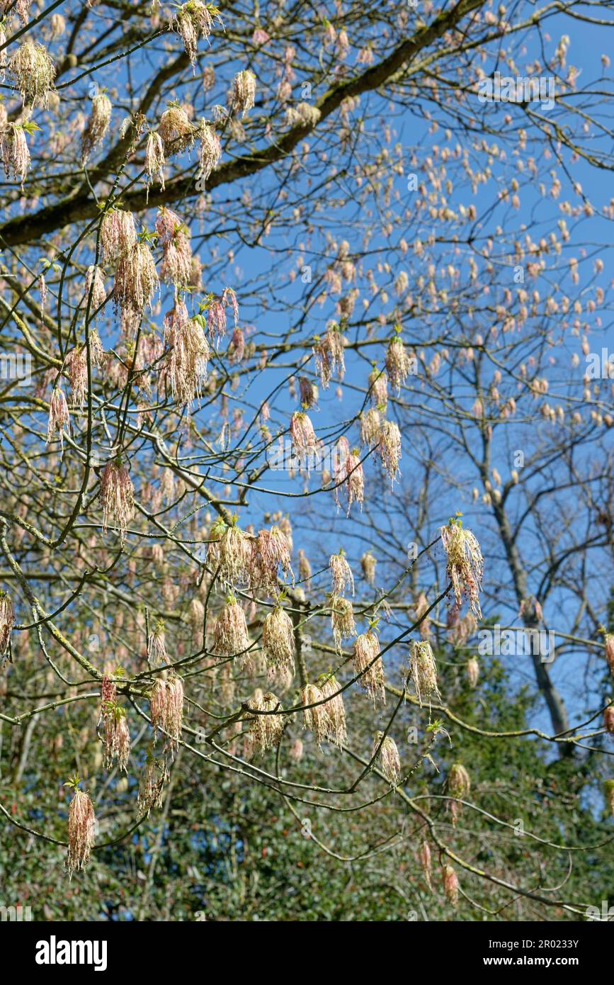 Box elder maple (Acer negundo) tree flowering in spring, Bath, UK, April. Stock Photo