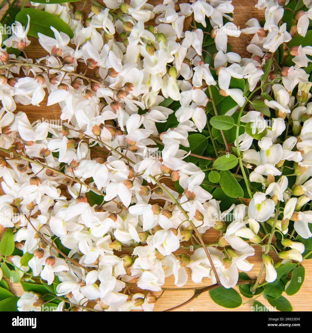 Blossoming acacia with leafs isolated on wood background, Acacia flowers, Robinia pseudoacacia, White acacia Stock Photo