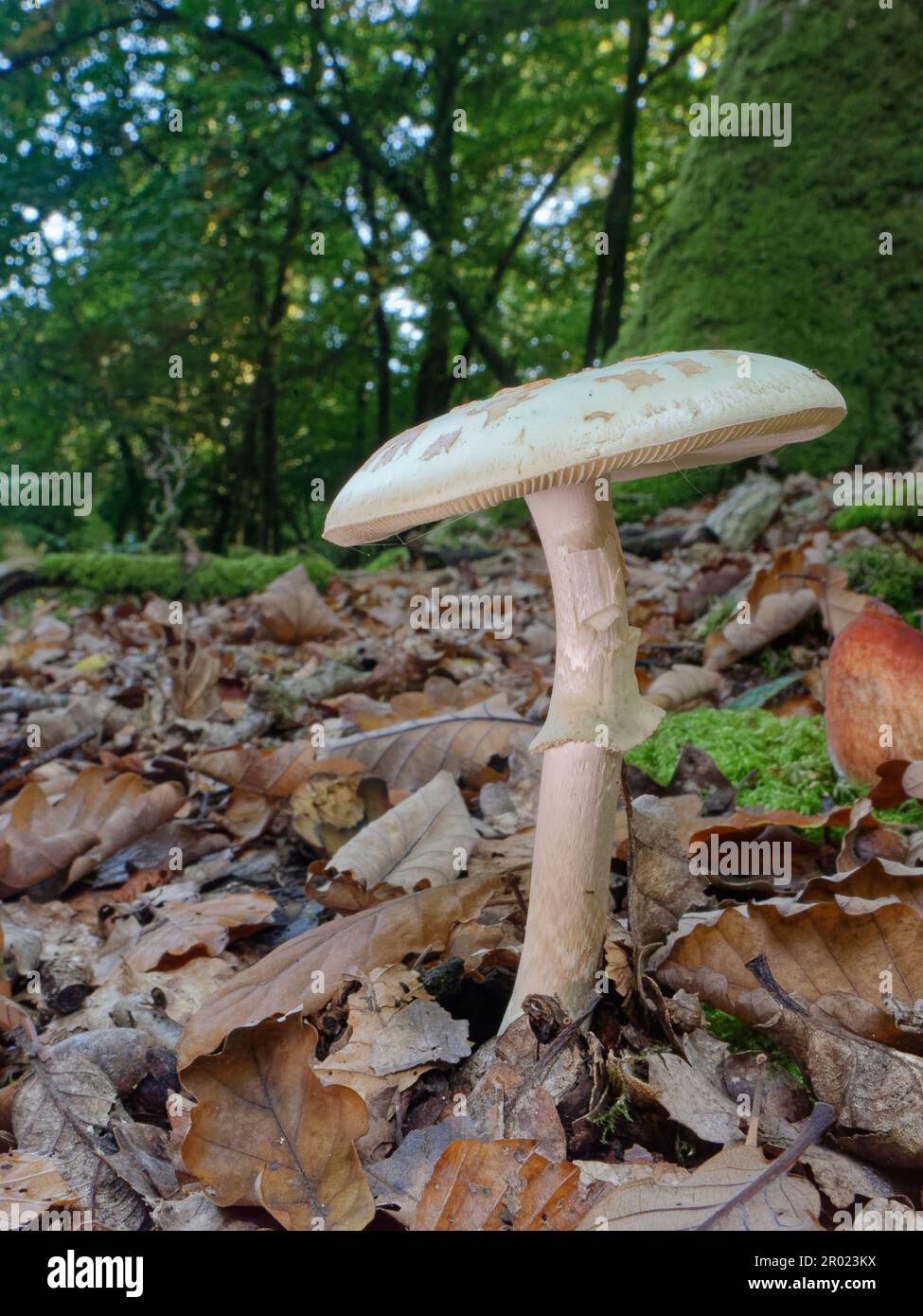 False deathcap (Amanita citrina) mushroom growing at the base of an English oak tree (Quercus robur), New Forest, Hampshire, UK, October. Stock Photo