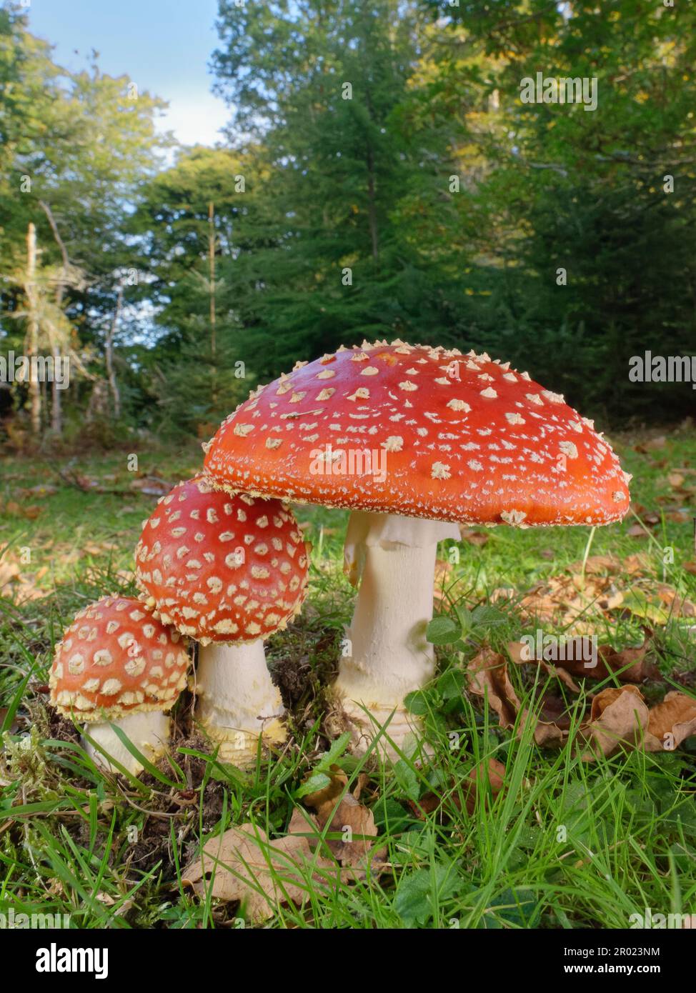 Fly agaric toadstool (Amanita muscaria) clump growing in woodland clearing, New Forest, Hampshire, UK, October. Stock Photo