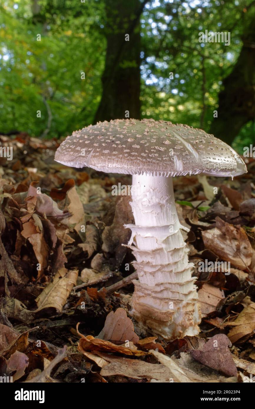 Grey spotted Amanita (Amanita excelsa var. spissa) mature fruiting body among leaf litter in deciduous woodland, New Forest, Hampshire, UK, October. Stock Photo