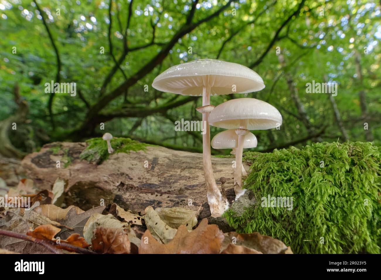 Porcelain fungus (Oudemansiella mucida) clump growing from a rotting Beech (Fagus sylvatica) log, Bramshaw Wood, New Forest, Hampshire, UK, October. Stock Photo