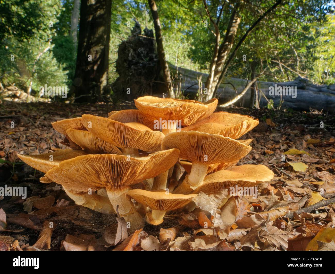 Spectacular rustgill (Gymnopilus junonius) mushroom clump beneath English oak (Quercus robur) trees, New Forest, Hampshire, UK, October. Stock Photo