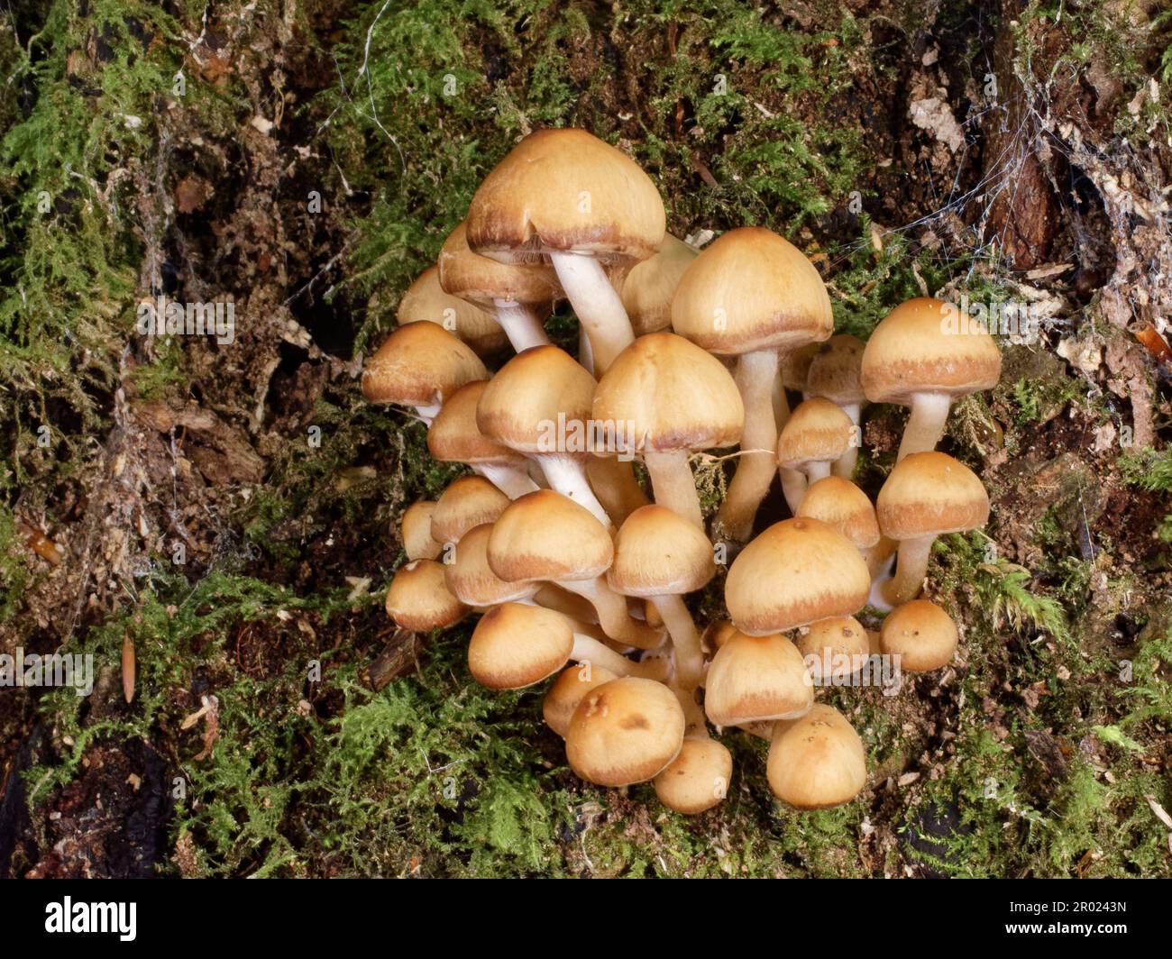 Common stump brittlestem (Psathyrella piluliformis) clump on the mossy base of an old Beech (Fagus sylvatica) tree, New Forest, Hampshire, UK, October Stock Photo