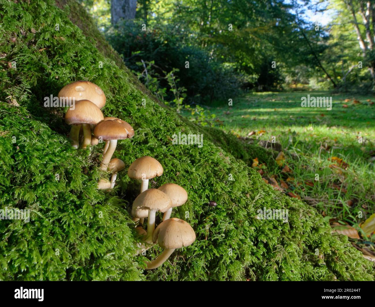 Common stump brittlestem (Psathyrella piluliformis) clump on the mossy base of an old Beech (Fagus sylvatica) tree, New Forest, Hampshire, UK, October Stock Photo