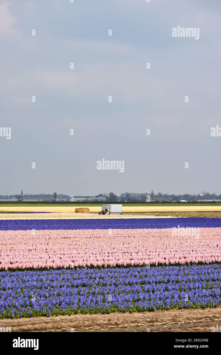 Beautiful Dutch hyacinth field. Spring purple flowers - The Netherlands Stock Photo