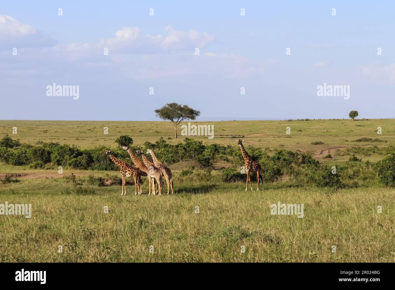 Beautiful giraffe in the wild nature of Africa Stock Photo