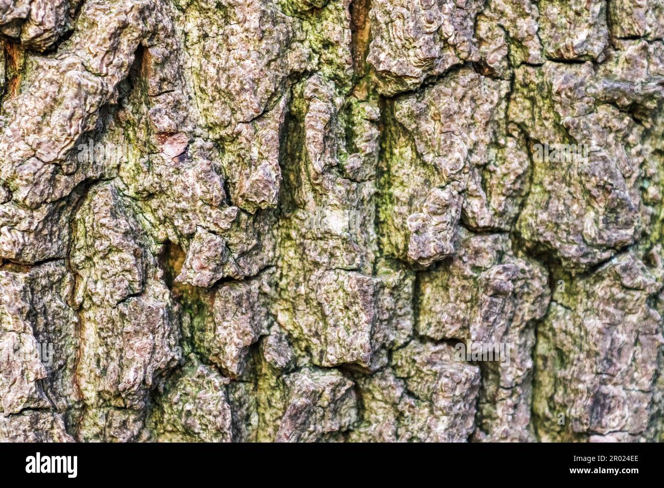 Close up view on very detailed tree bark texture in high resolution Stock Photo