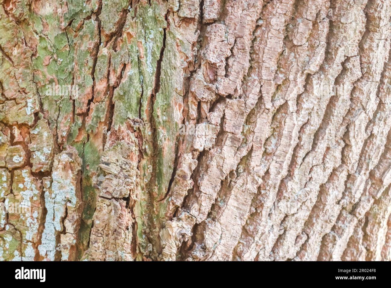 Close up view on very detailed tree bark texture in high resolution Stock Photo