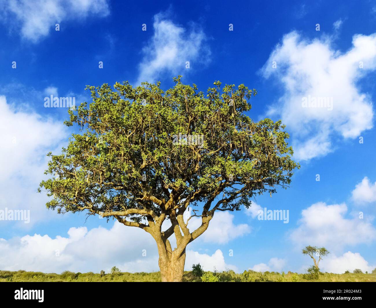 A beautiful sausage tree Kigelia africana in the savannah of Kenya in Africa Stock Photo