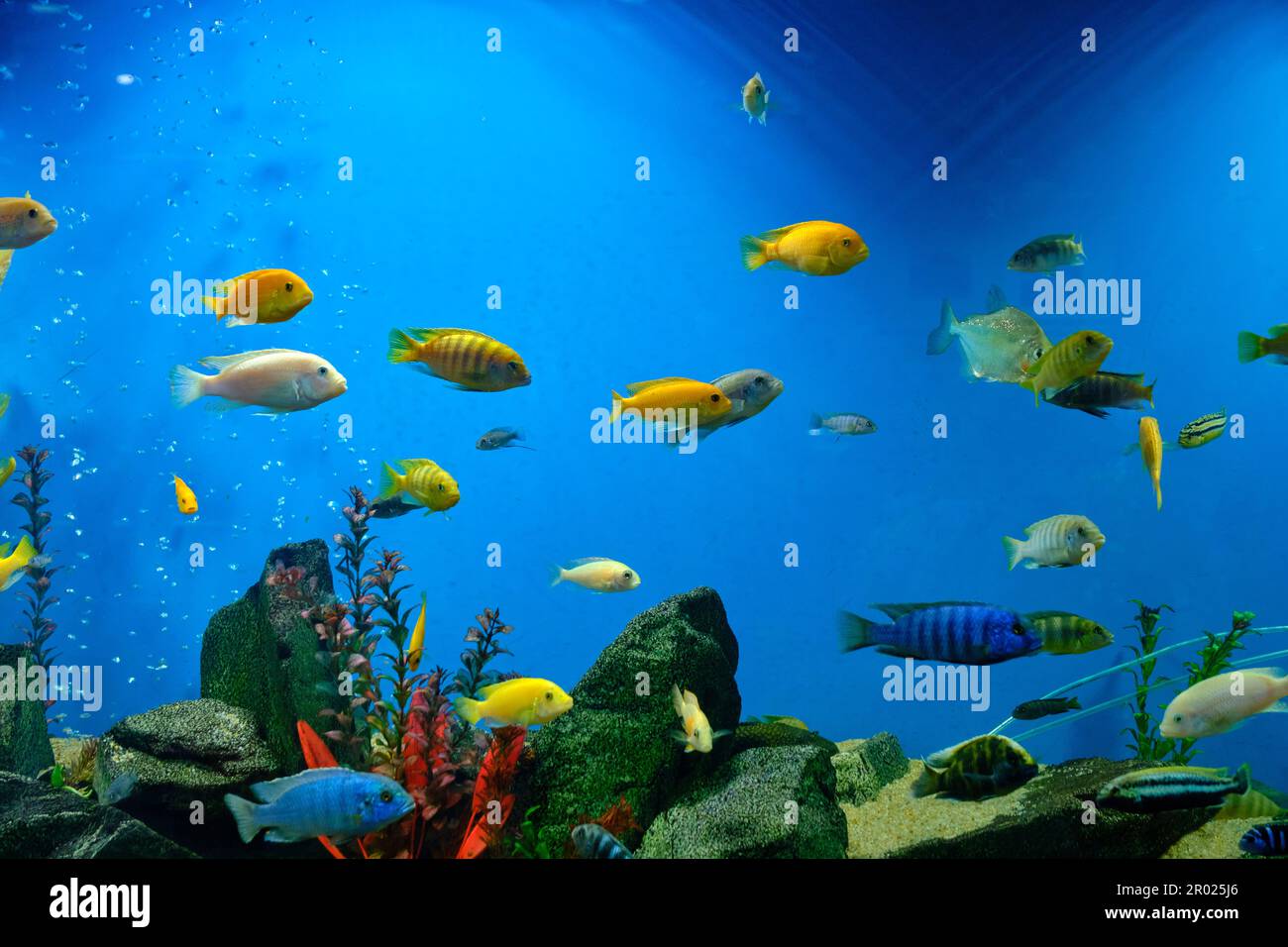 Various and colorful cichlids in aquarium Stock Photo