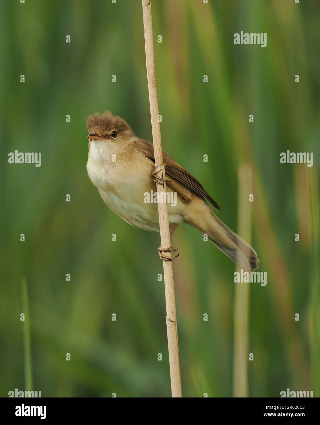 Reed warbler very soon after arriving in the UK will be paired up and starting to nest ! Stock Photo