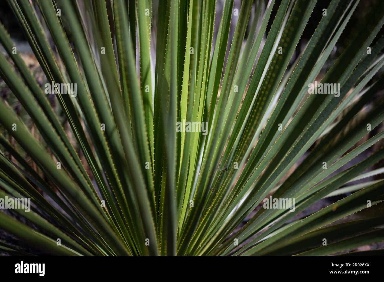 Mostly blurred long green leaves with prickles of sandpaper sotol Stock Photo