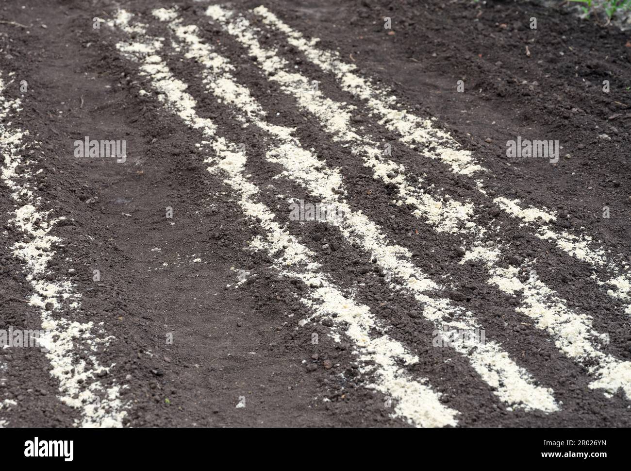 Spring seedbeds on the soil. Rows of freshly planted plants Stock Photo ...