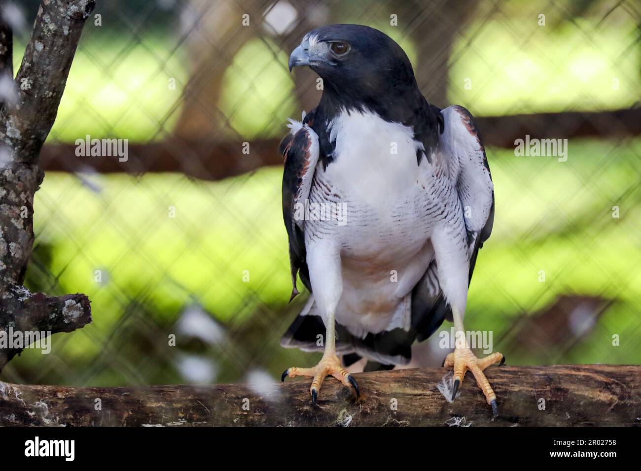 White tailed hawk hi-res stock photography and images - Alamy