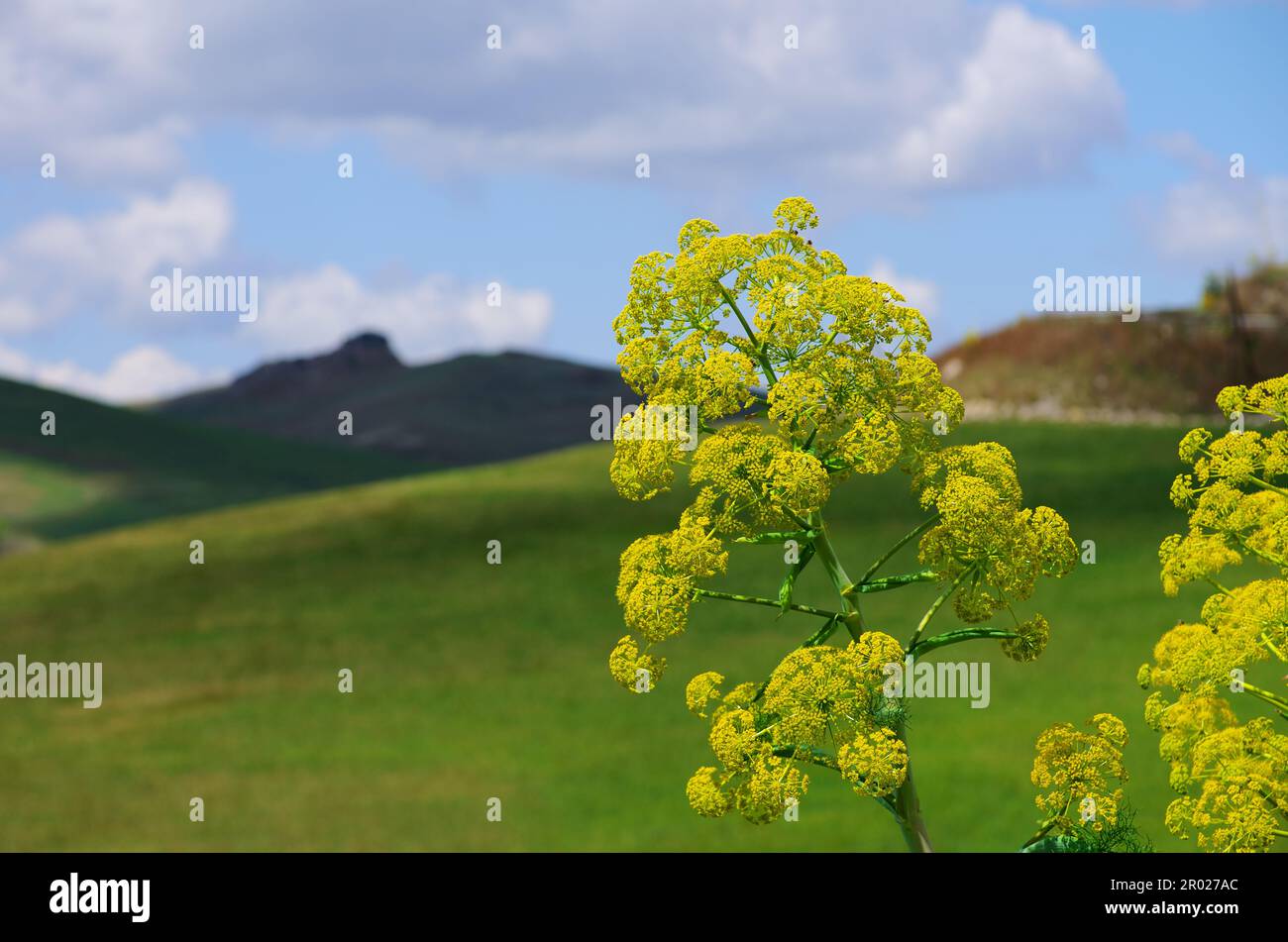 spring yellow wildflowers field and out focus rural landscape in Sicily, Italy Stock Photo