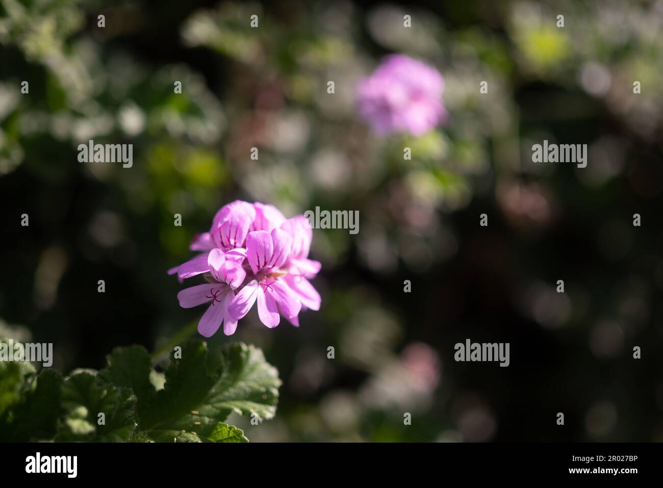Mostly blurred sunny photo of pink flowers of rose scented geranium Stock Photo