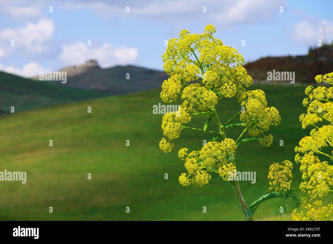 spring yellow wildflowers field and out focus rural landscape in Sicily, Italy Stock Photo