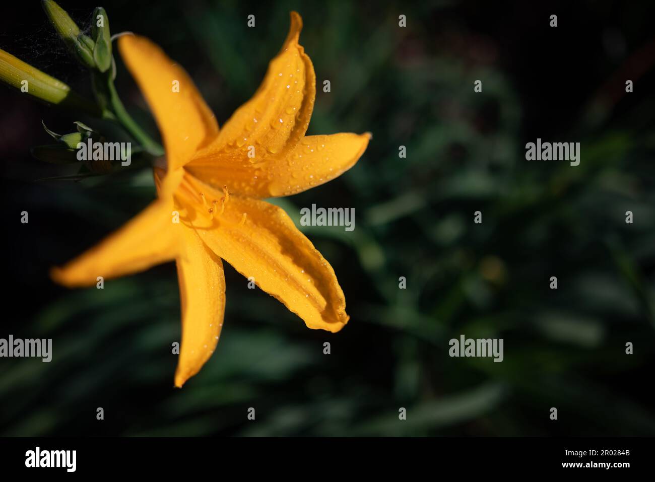 Yellow daylily with drops of water on its petals on green leaves background Stock Photo