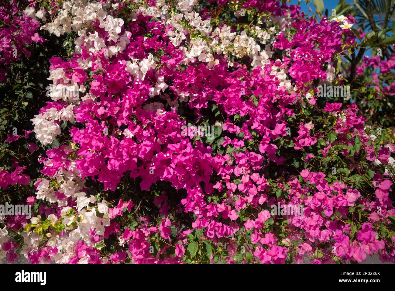 Pink and white bougainvillea flowers as natural hedge. Miss universe type Stock Photo