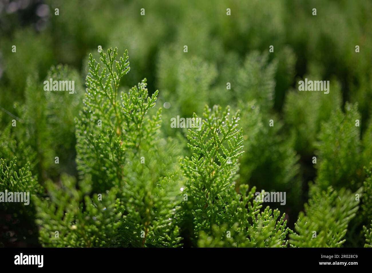 Green coniferous leaves background after rain. Closeup of Chinese thuja leaves Stock Photo