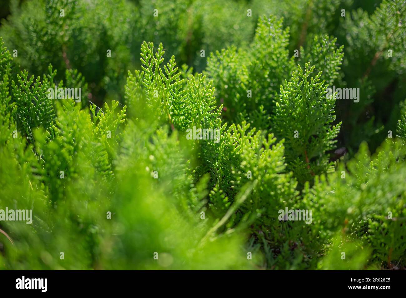 Green coniferous leaves background after rain. Closeup of Chinese thuja leaves Stock Photo