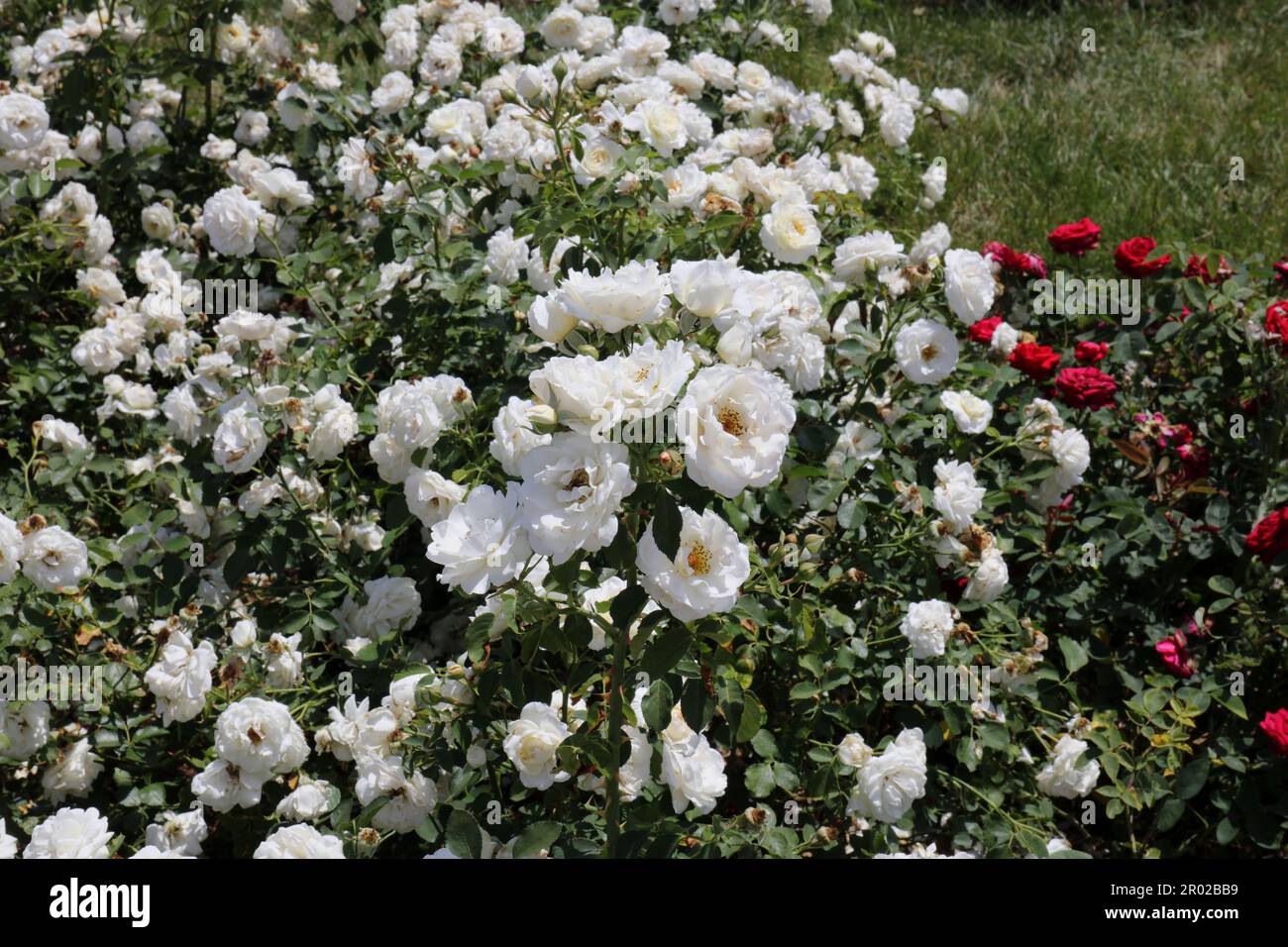 A mass of white roses blooming on a row of shrubs in the Rose Garden at