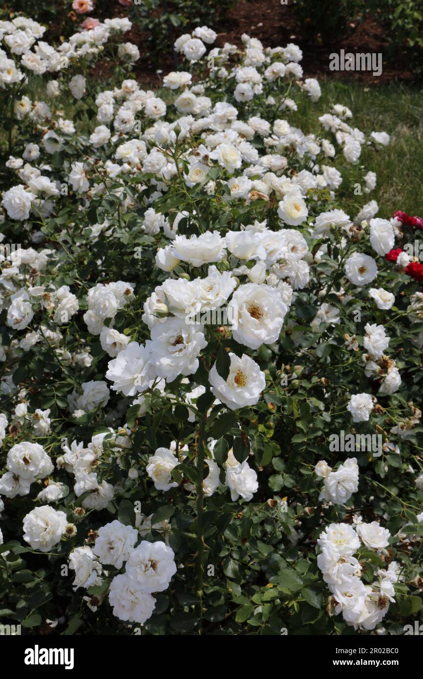 A mass of white roses blooming on a row of shrubs in the Rose Garden at
