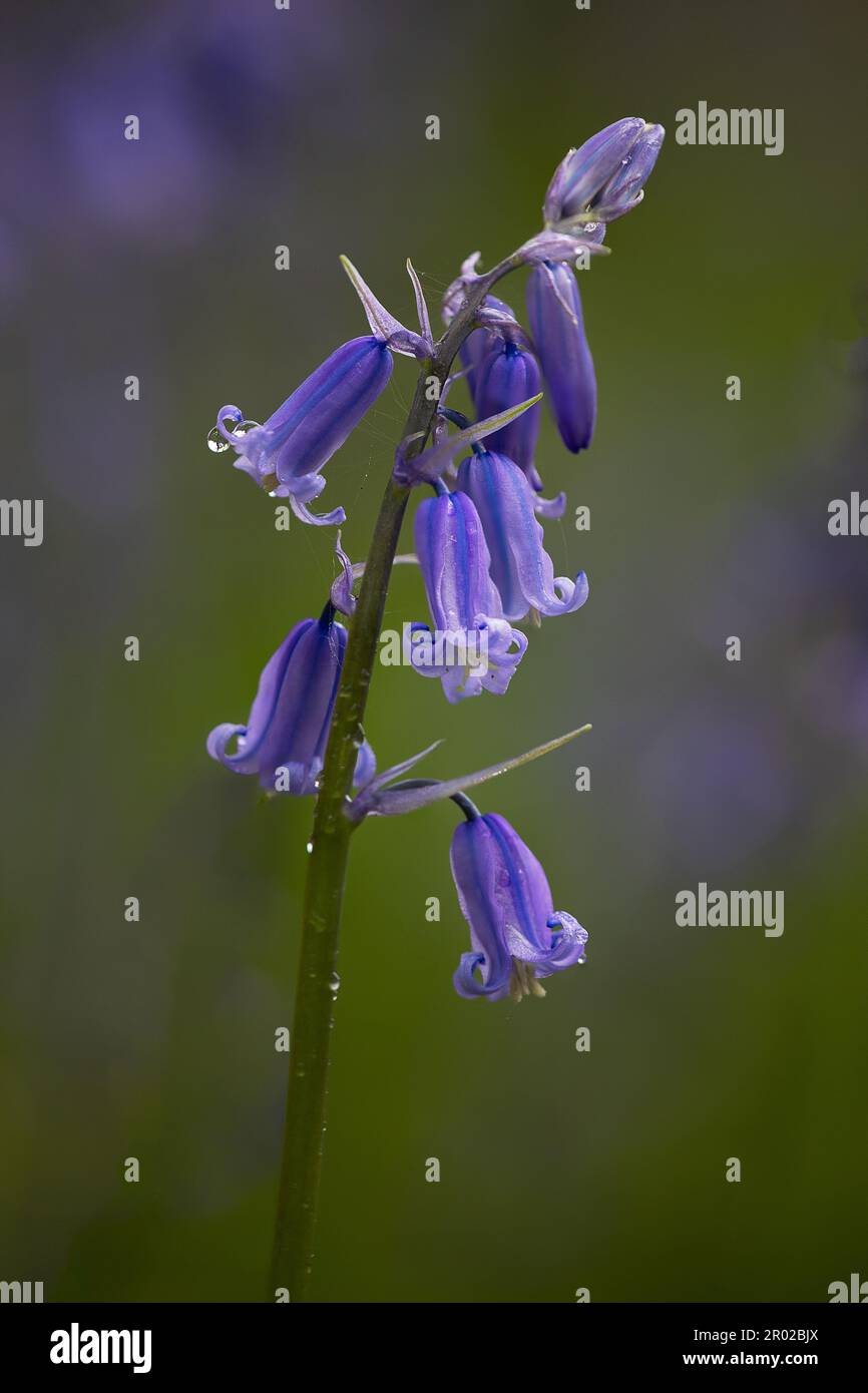 A close up of a spanish bluebell in flower. Taken against a natural blurred background with space for type Stock Photo