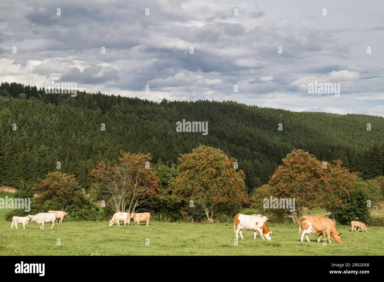 Animal husbandry pasture Stock Photo