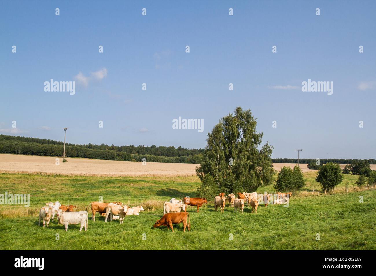 Animal husbandry on pasture Stock Photo