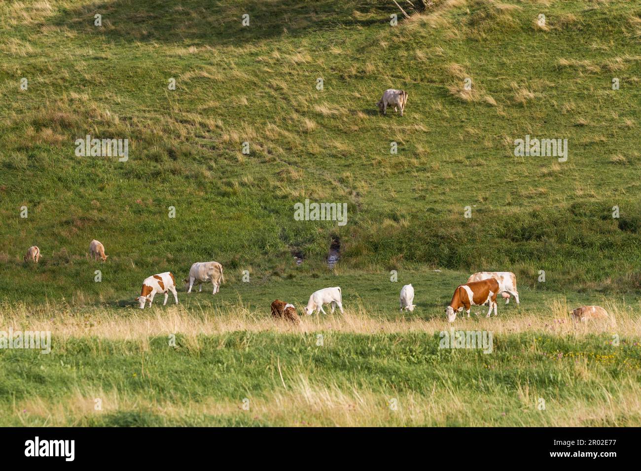 Livestock grazing Stock Photo