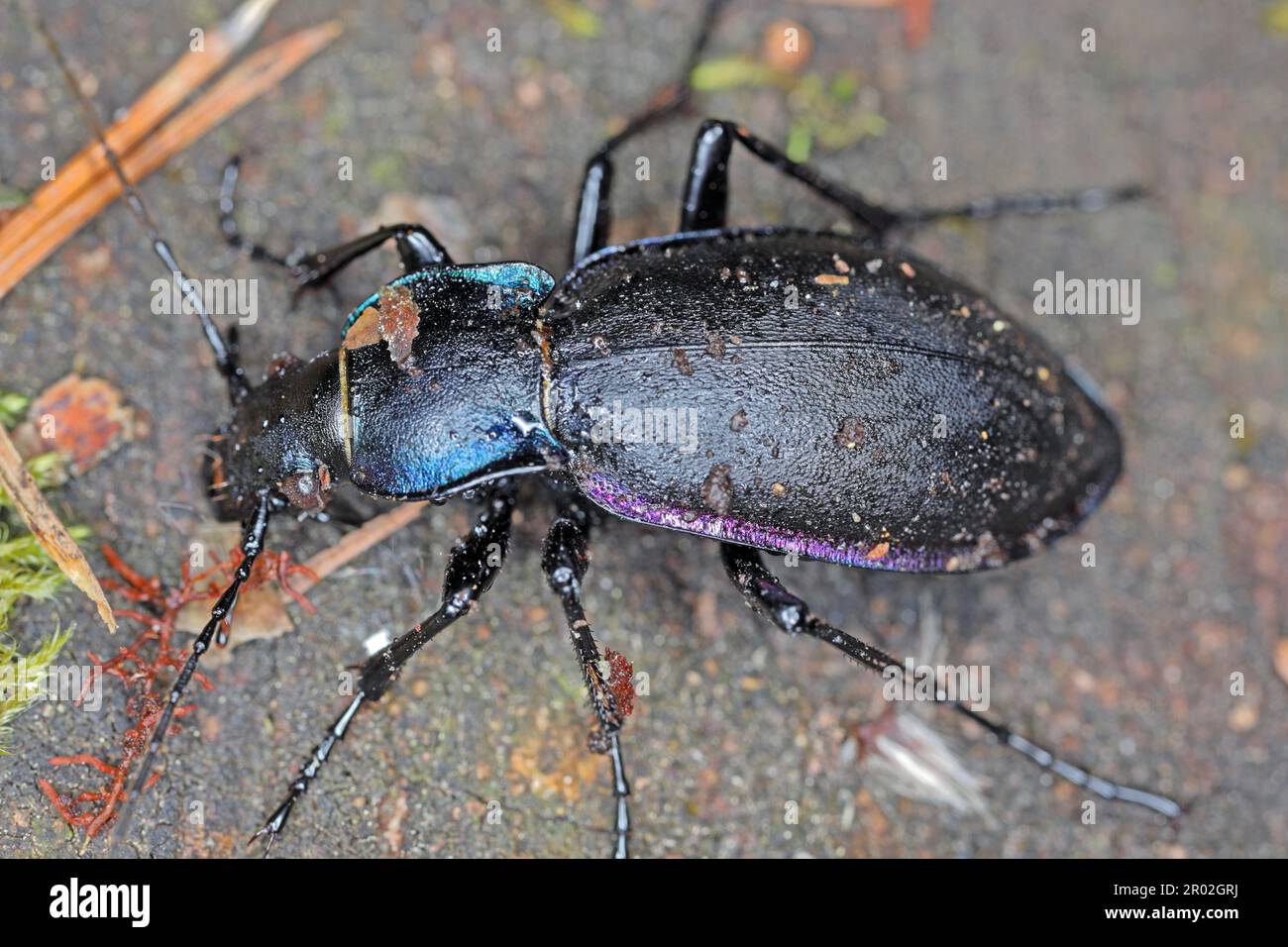 Carabus violaceus, sometimes called the violet ground beetle, or the rain beetle is a predator that hunts after dark. Stock Photo