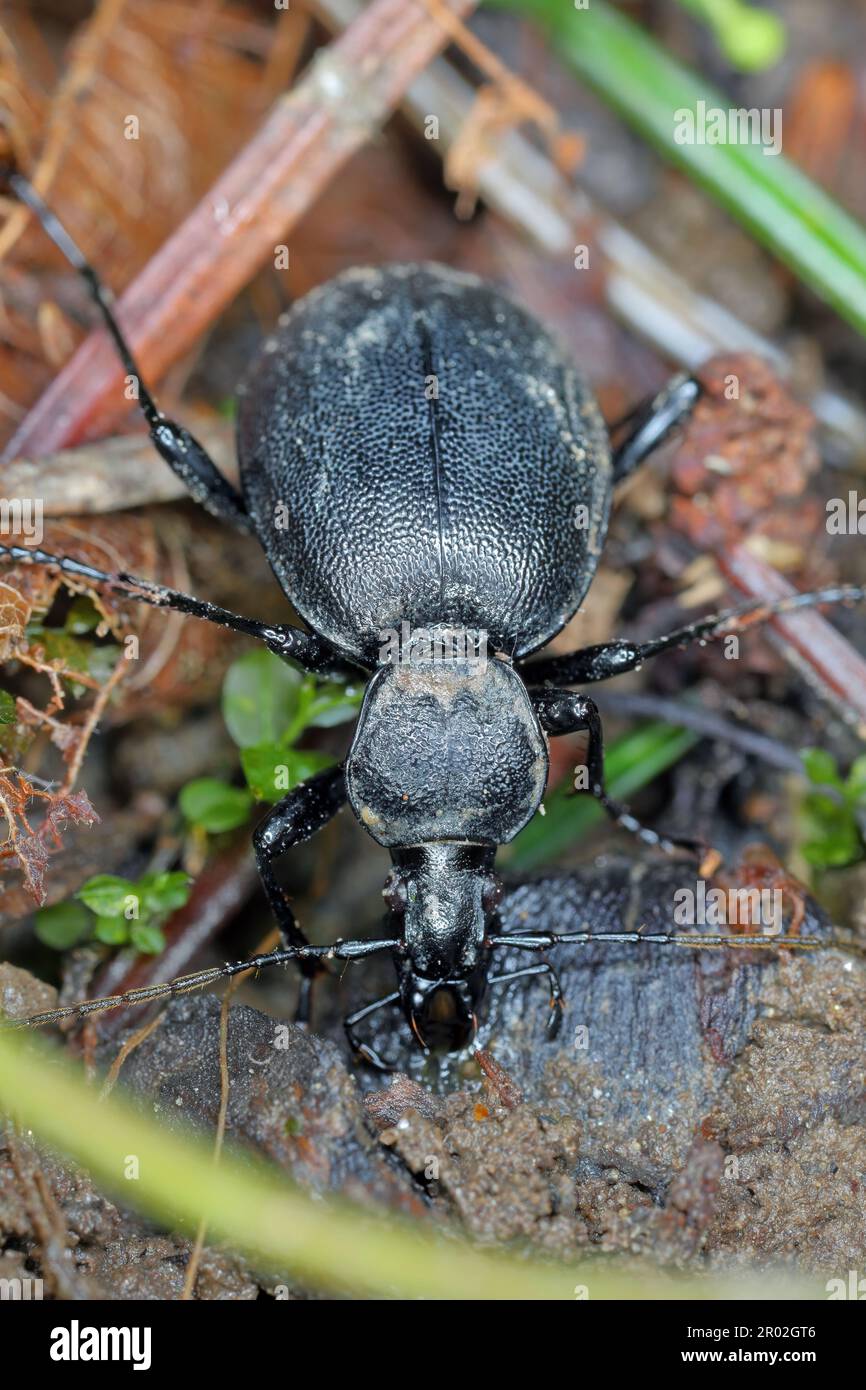 An imago of cychrus caraboides. A flightless, specialized predator that