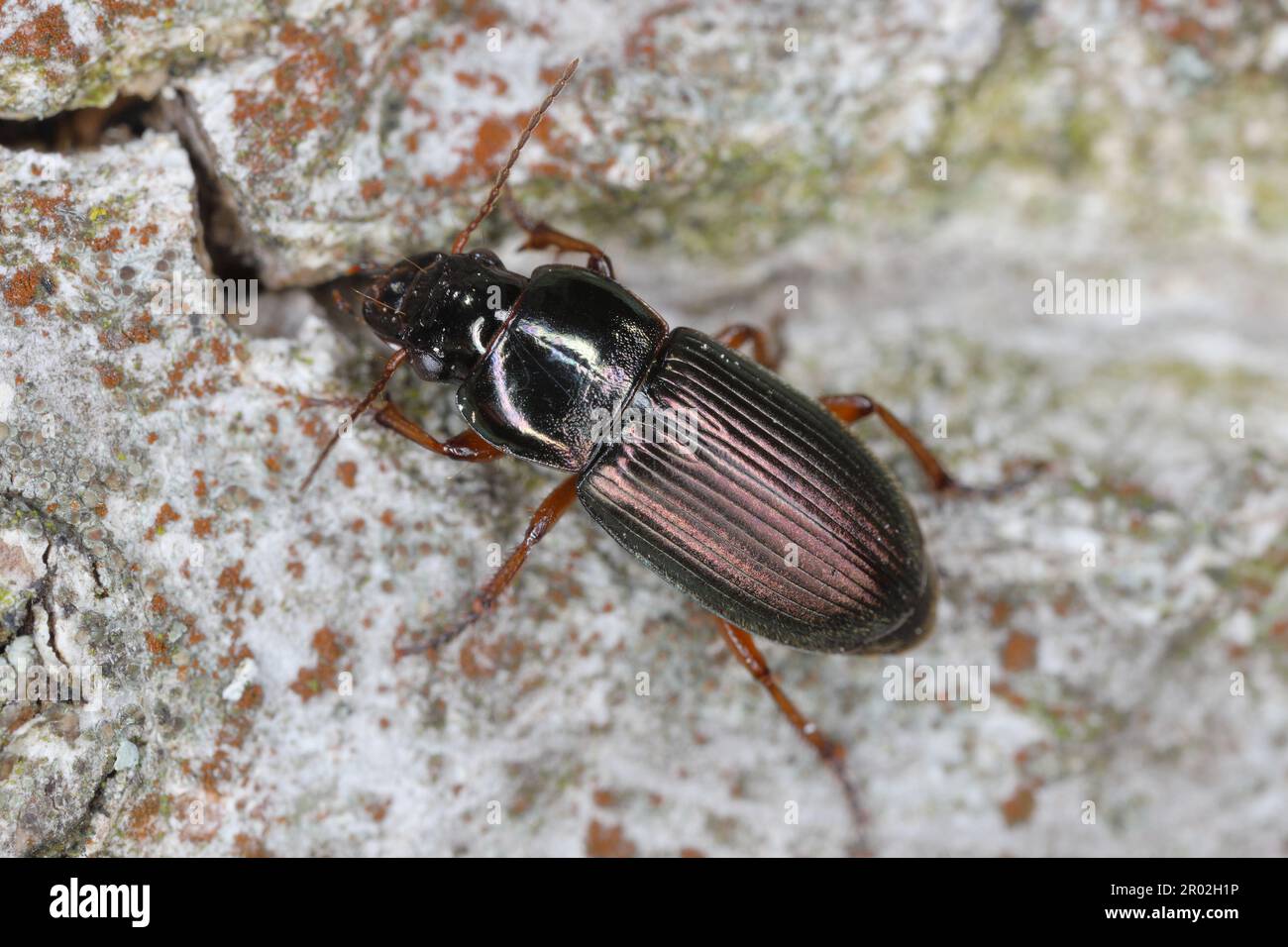A ground beetle Harpalus sp. adult predatory beetle, apredator of small invertebrates on bark. Stock Photo