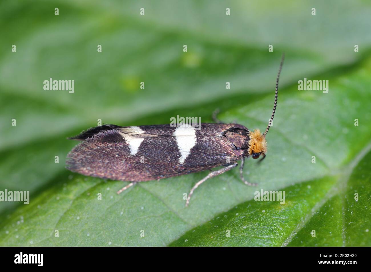 Feathered leaf-cutter (Incurvaria masculella), moth of family Incurvariidae. Caterpillars are pests, parasites of many crop plants. Stock Photo