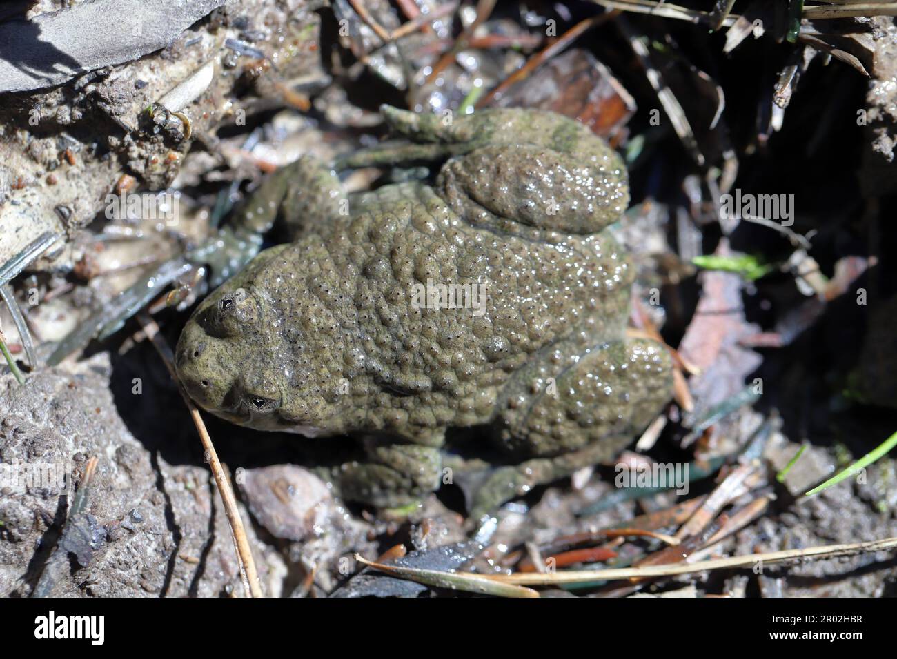 Yellow-Bellied Toad, Bombina variegata. Rare endangered species of amphibians. Stock Photo