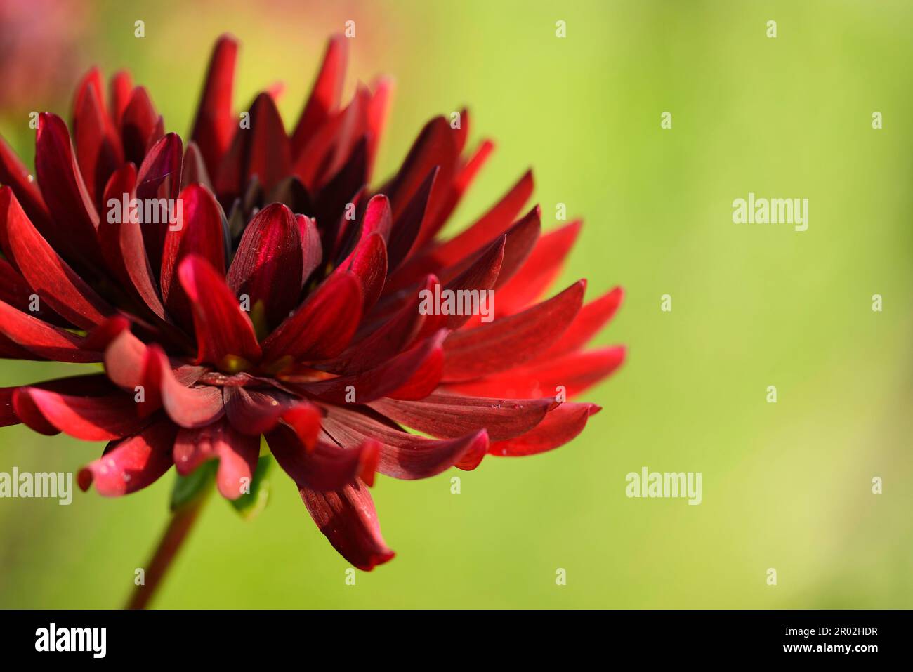 Blossom dahlia hi-res stock photography and images - Alamy