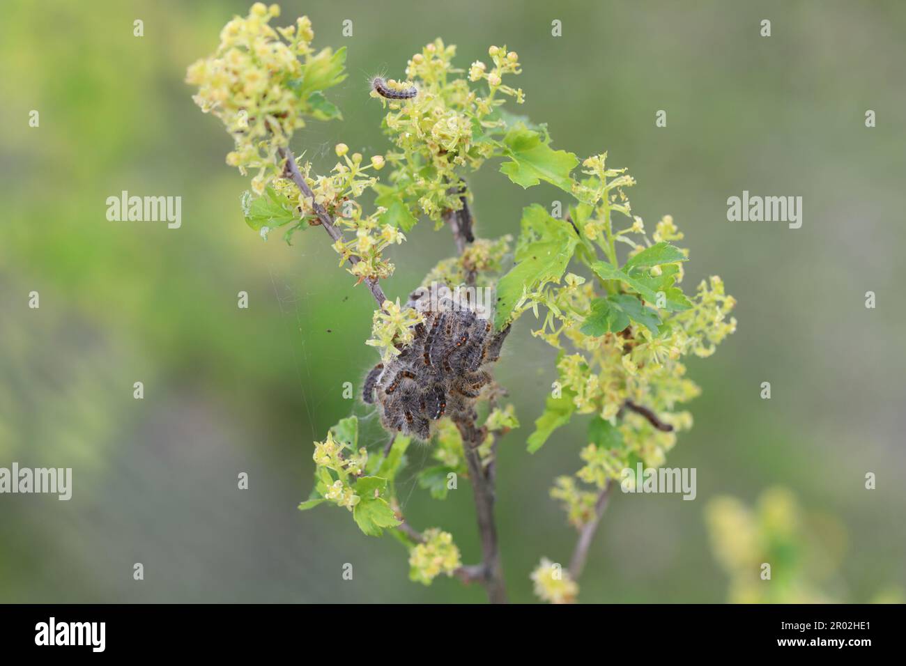 Brown tail caterpillars (Euproctis chrysorrhoea) appearing from winter