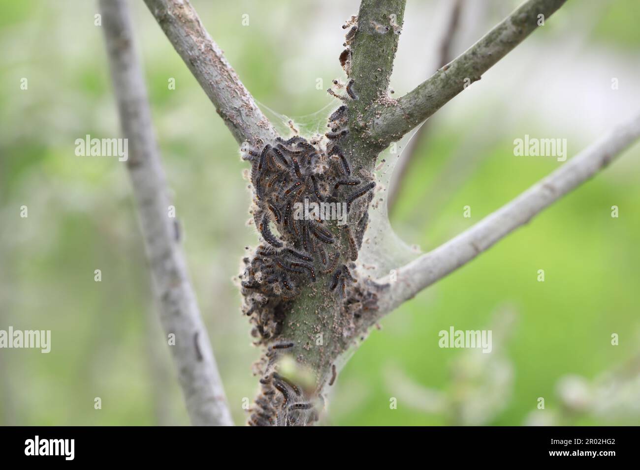 Brown tail caterpillars (Euproctis chrysorrhoea) appearing from winter