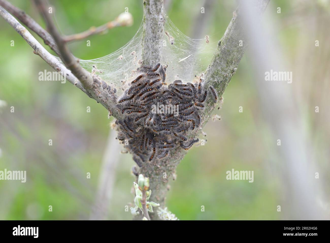 Brown tail caterpillars (Euproctis chrysorrhoea) appearing from winter ...